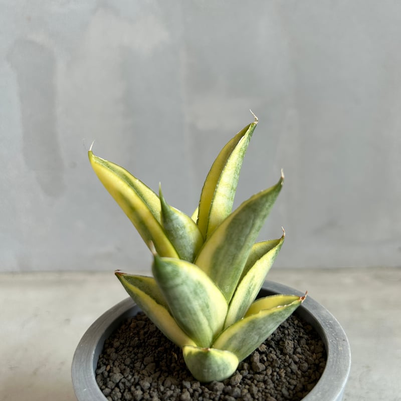 サンセベリア パゴダ 斑入り | ソレトナ植物店