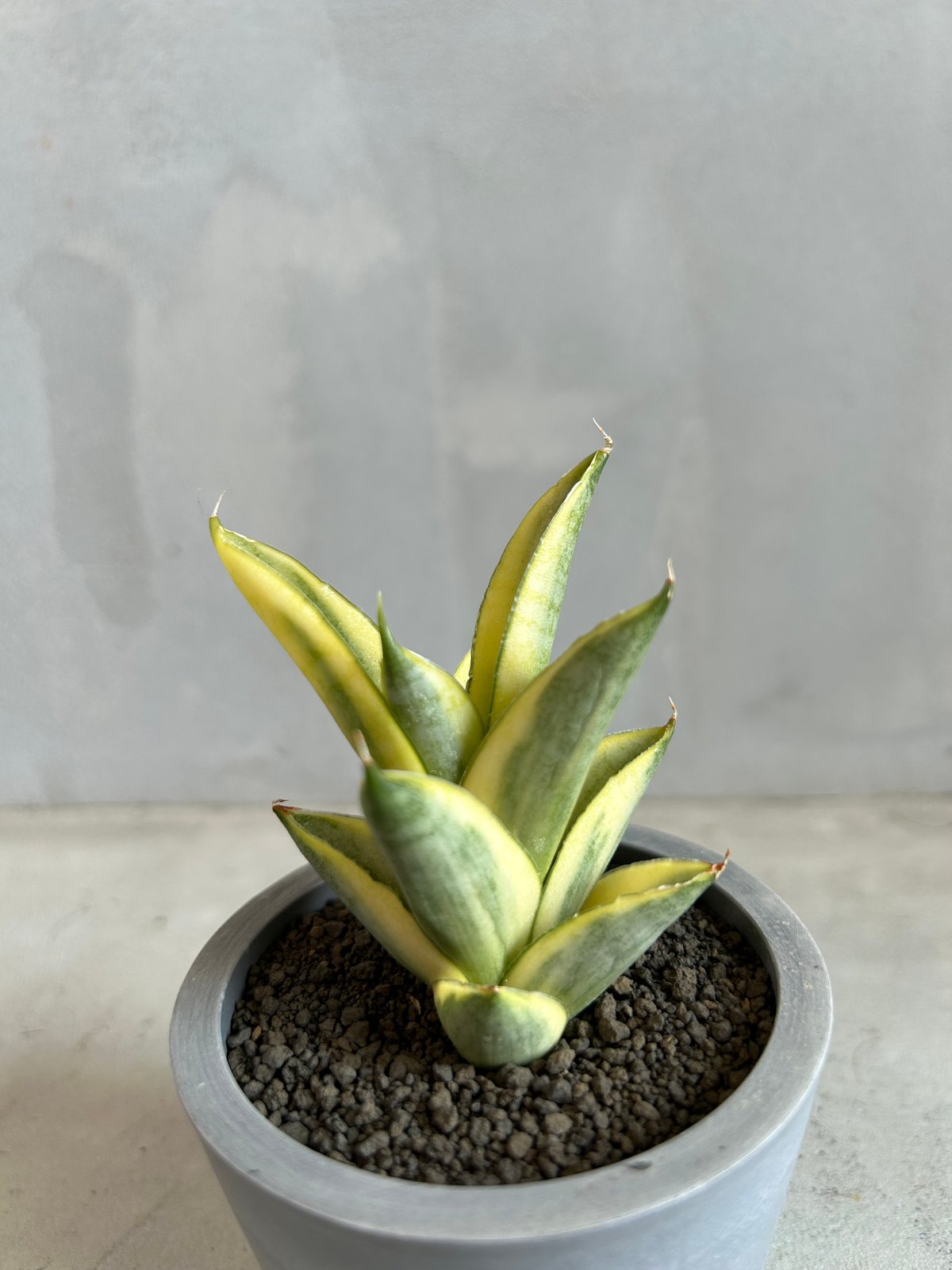 サンセベリア パゴダ 斑入り | ソレトナ植物店