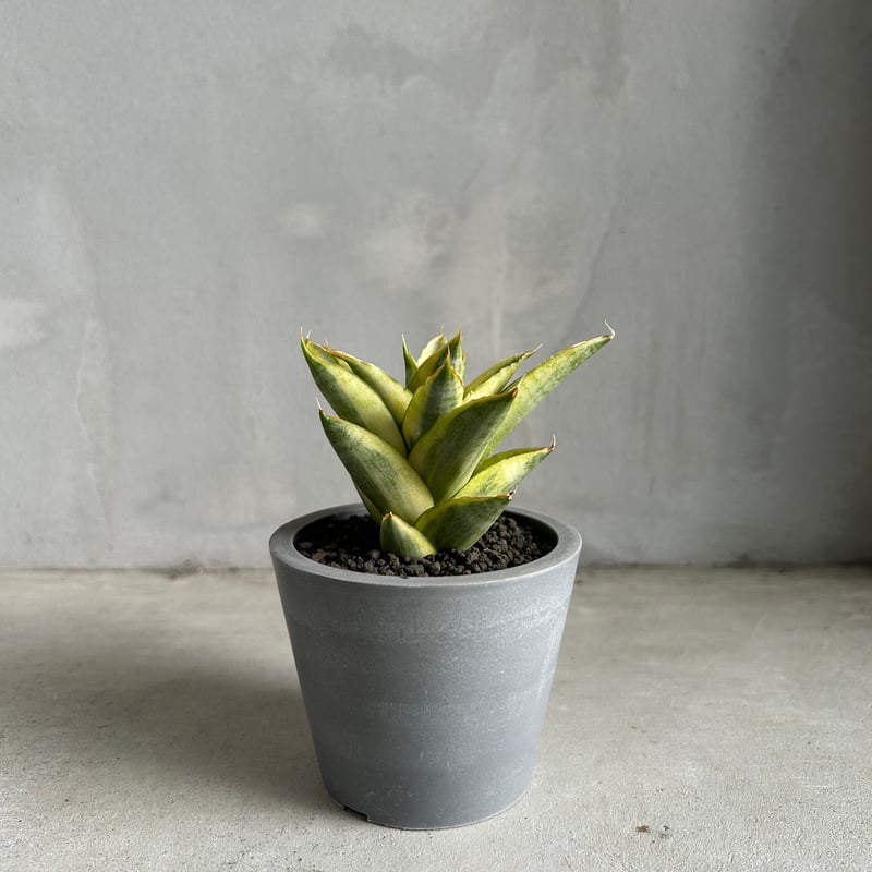 サンセベリア パゴダ 斑入り | ソレトナ植物店