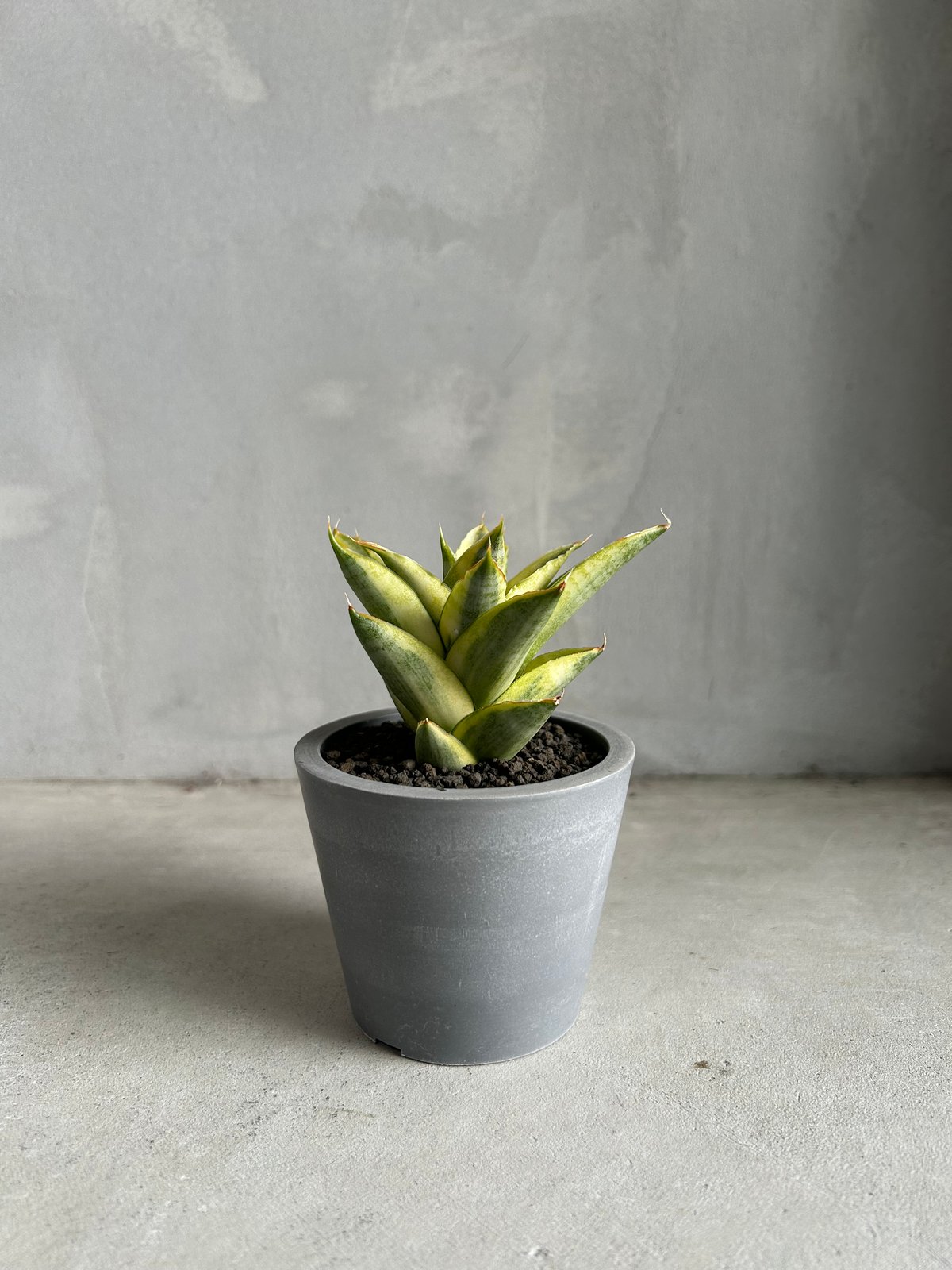 サンセベリア パゴダ 斑入り | ソレトナ植物店