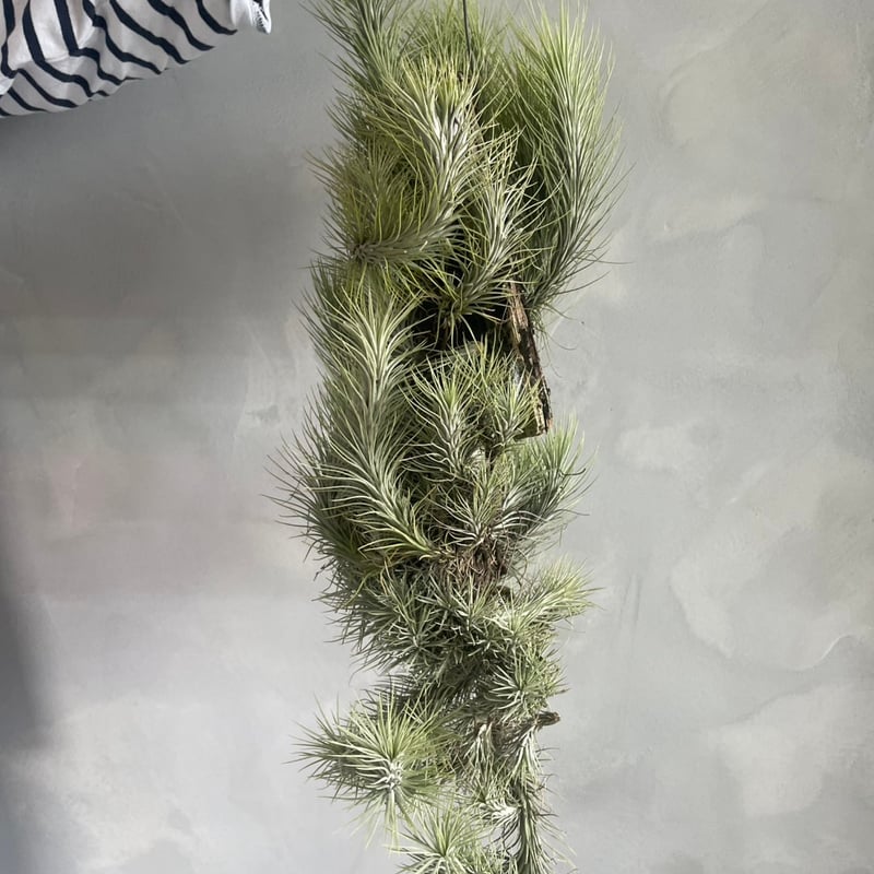 ティランジア フンキアナ(クランプ) | ソレトナ植物店