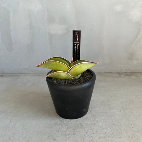 サンスベリア エチオピカ ブルー サンセベリアの館