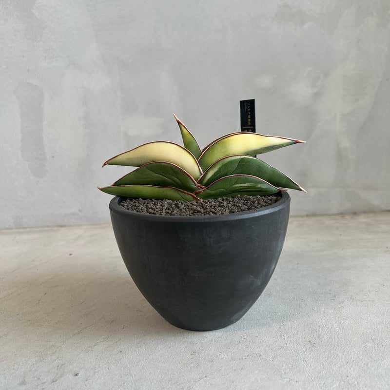 美斑】 ロブスター バリエガータ サンスベリア 抜き苗 サンセベリア