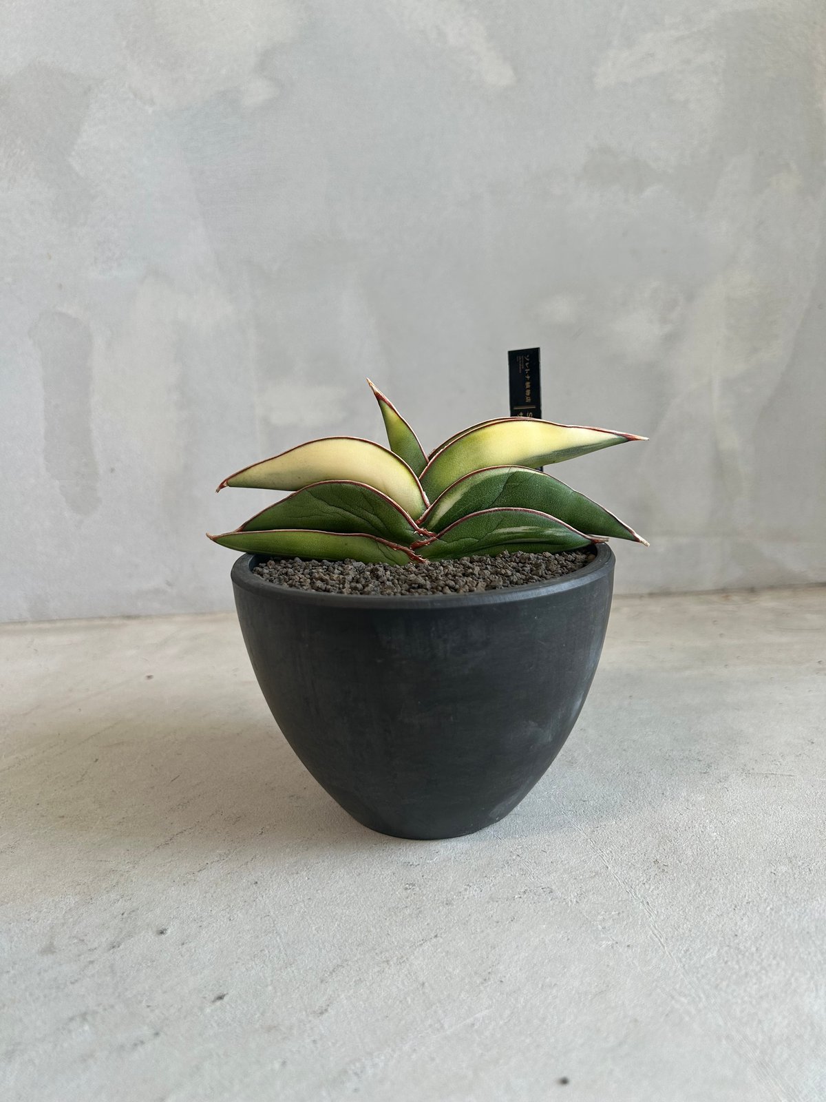 サンセベリア ロブスター 斑入り | ソレトナ植物店