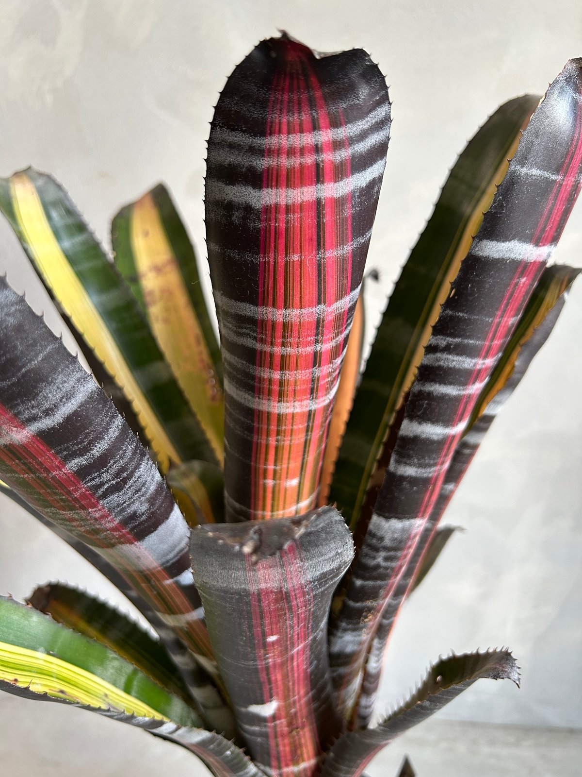 エクメア　ロベルトメネスカル エクメア ロベルト メネスカル | ソレトナ植物店