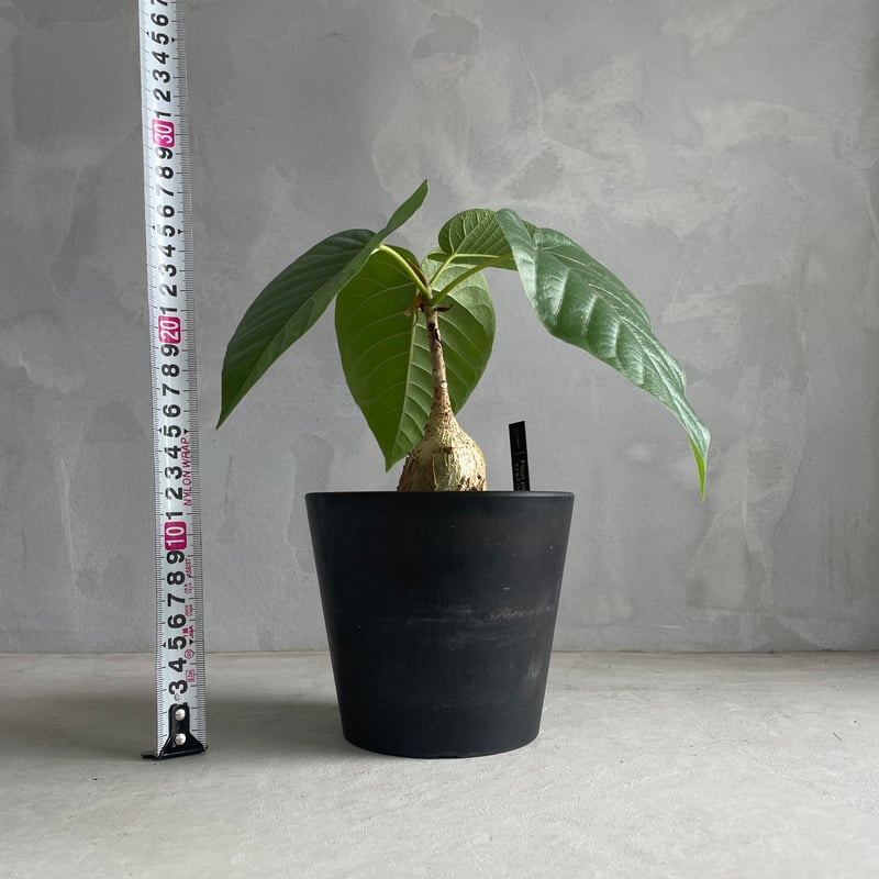 フィカス パルメリー | ソレトナ植物店