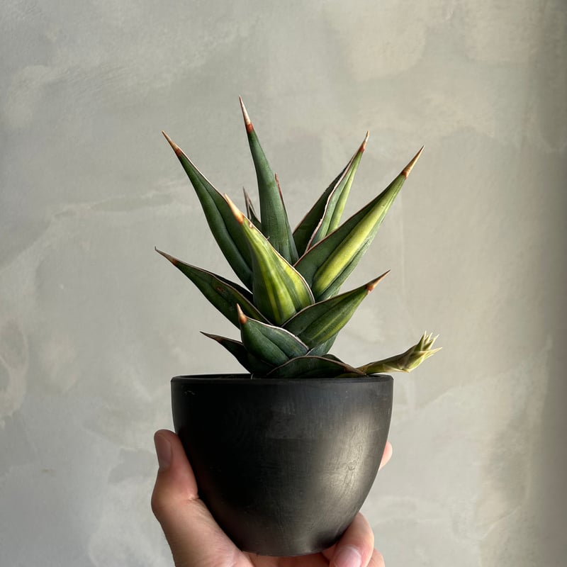 サンセベリア ピングイキュラ 斑入り | ソレトナ植物店