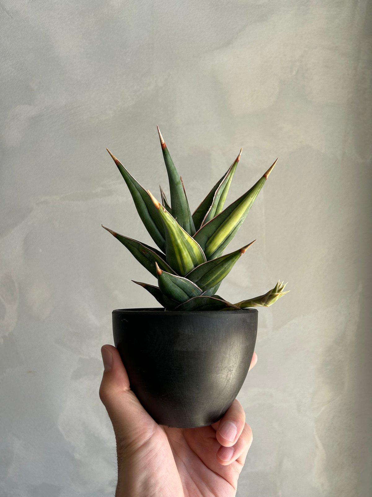 サンセベリア ピングイキュラ 斑入り | ソレトナ植物店