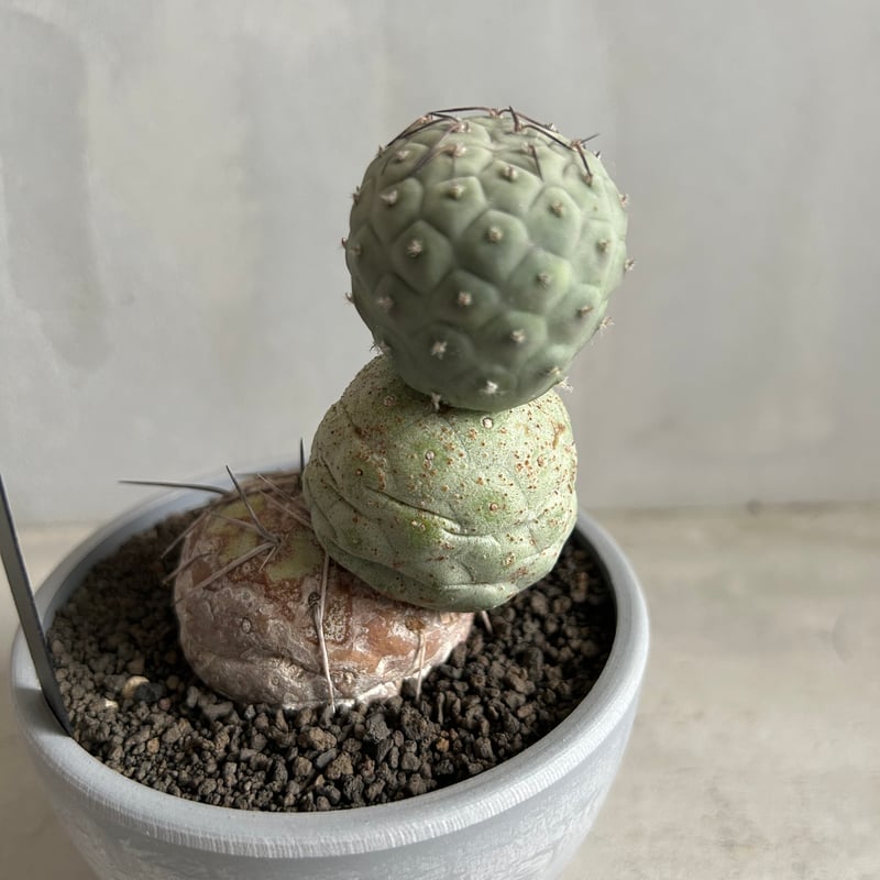 テフロカクタス ゲオメトリクス | ソレトナ植物店