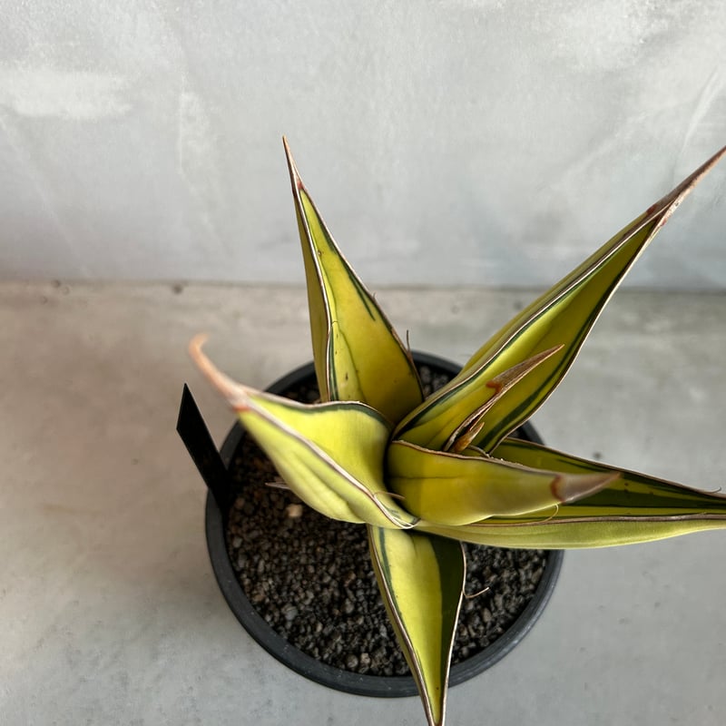 サンセベリア ピングイキュラ 斑入り | ソレトナ植物店