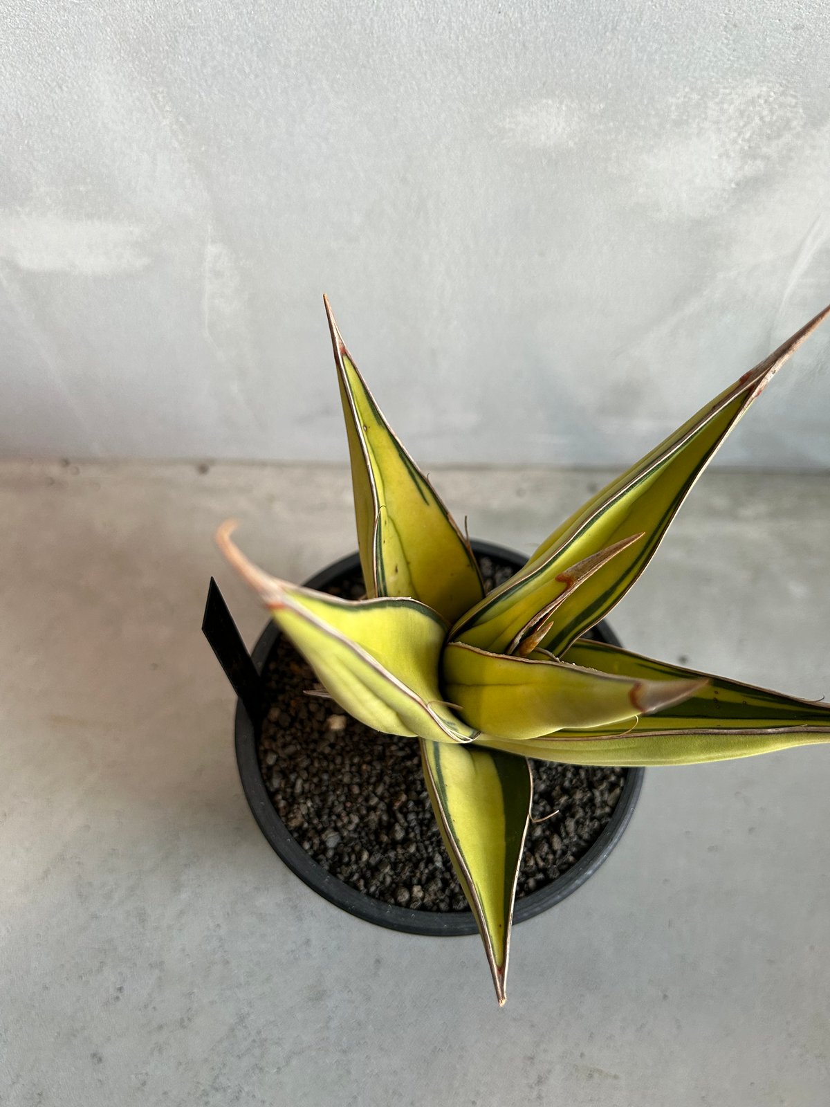 サンセベリア ピングイキュラ 斑入り | ソレトナ植物店