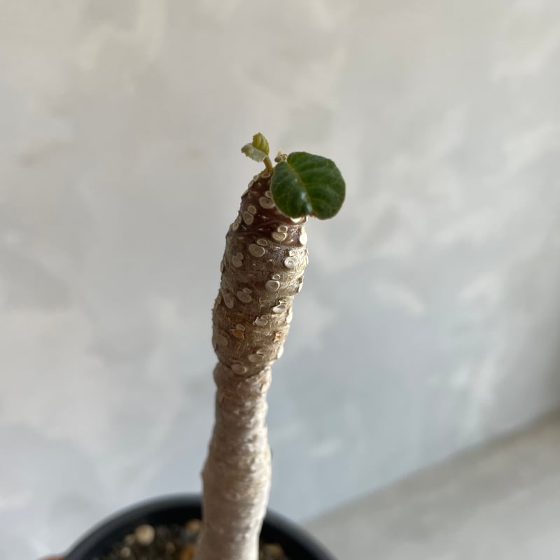 ドルステニア フォエチダ（多頭タイプ） | ソレトナ植物店