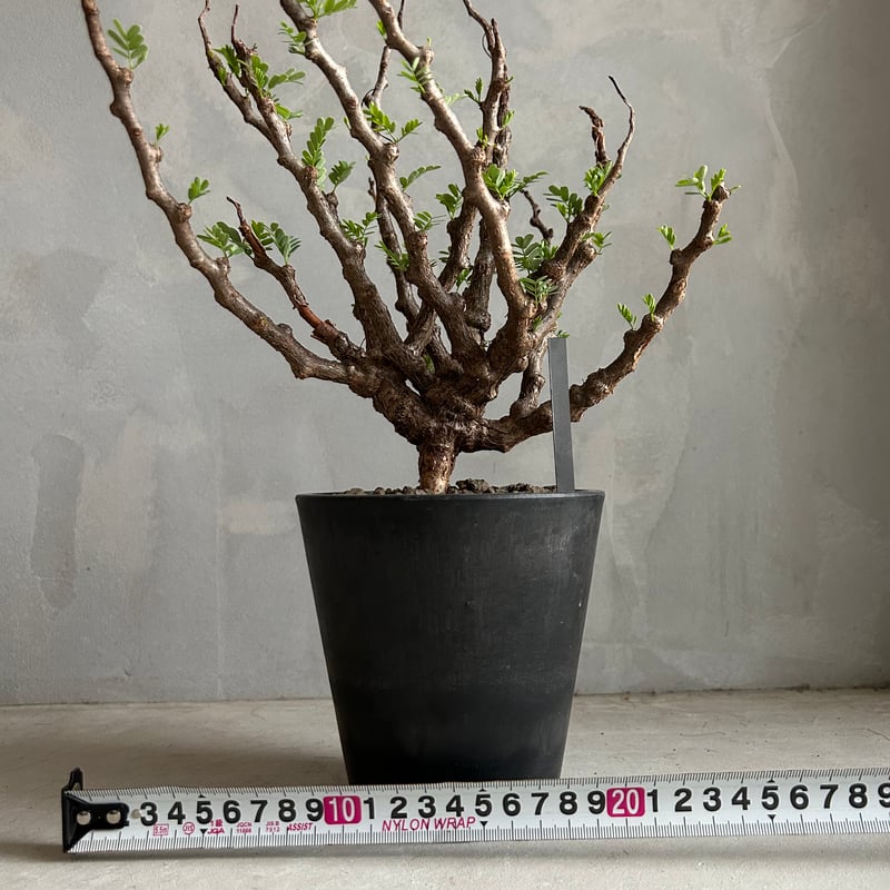 センナ メリディオナリス(実生) | ソレトナ植物店