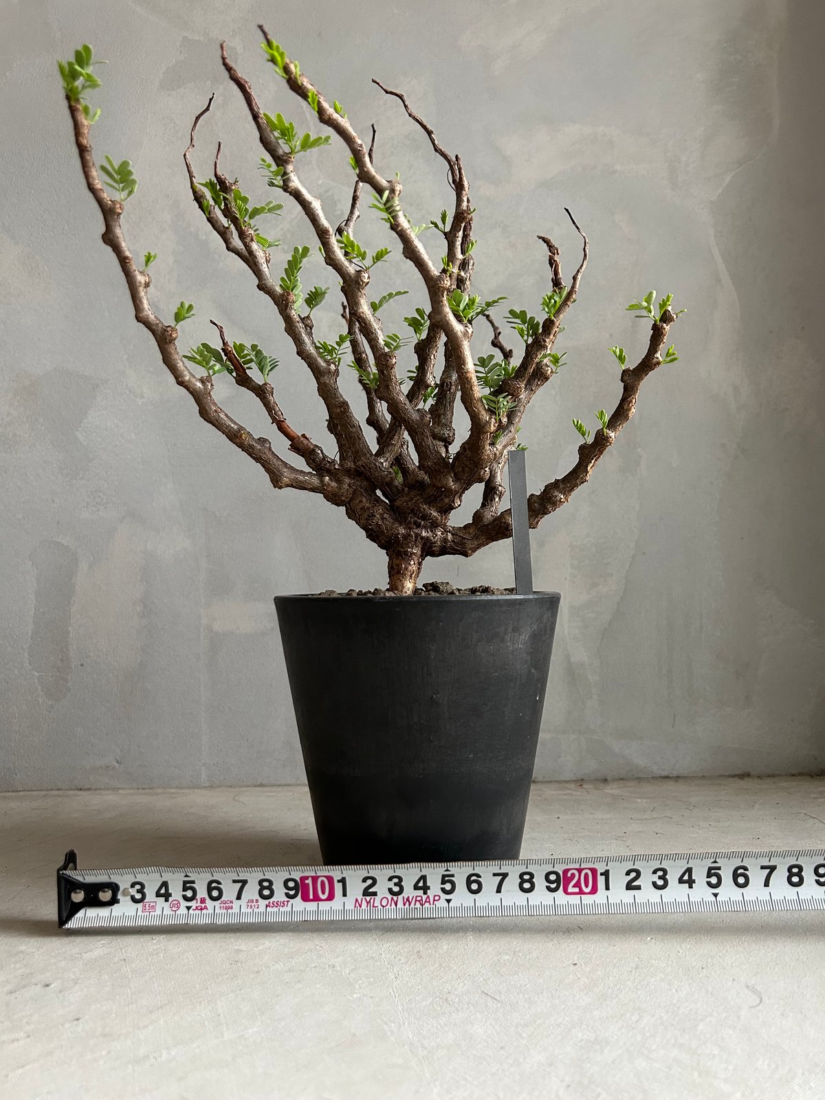 センナ メリディオナリス(実生) | ソレトナ植物店