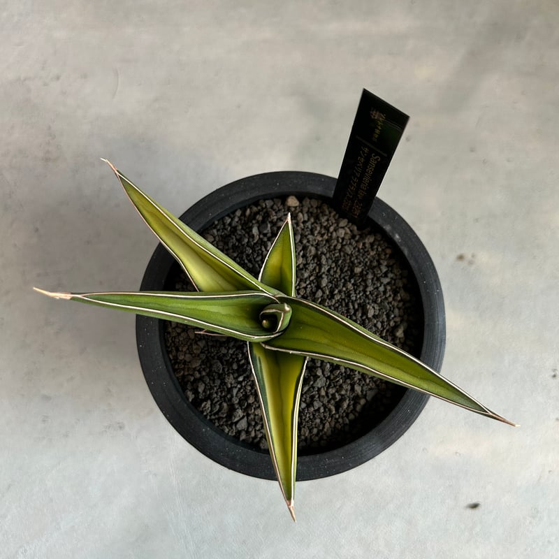 サンセベリア lav.23251 | ソレトナ植物店