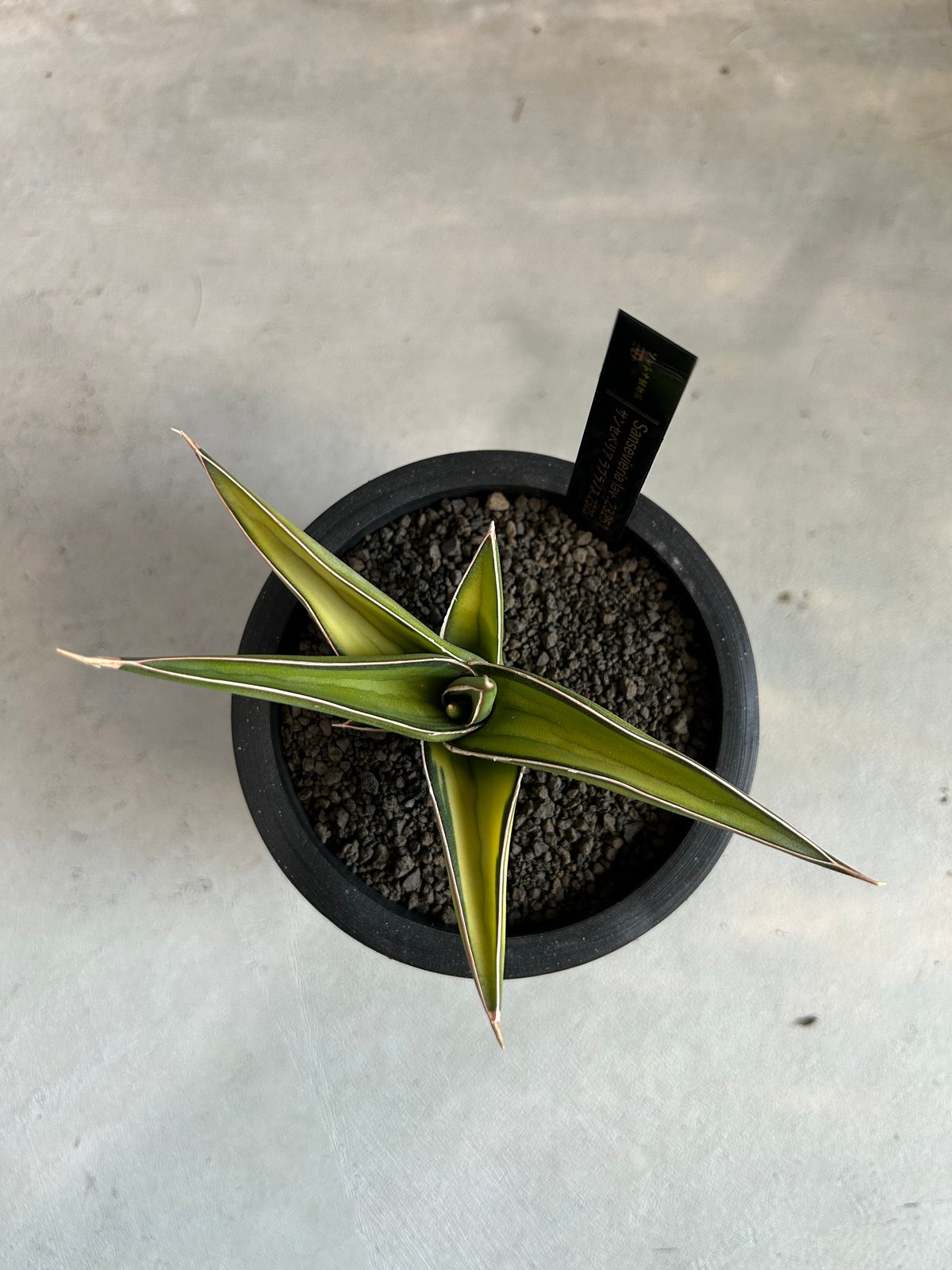 サンセベリア lav.23251 | ソレトナ植物店