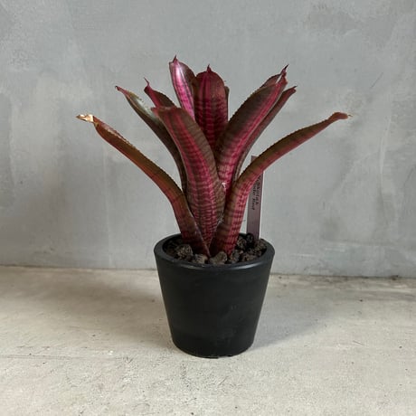 タンクブロメリア | STORES