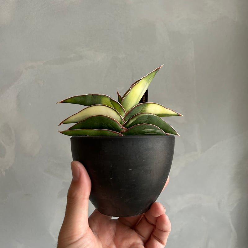 超希少　サンセベリア　ロブスター サンセベリア ロブスター 斑入り | ソレトナ植物店