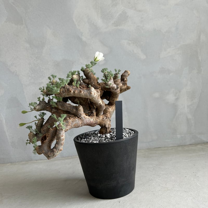 モンソニア ムルチフィダ 大型XL株 モンソニア ムルチフィダ①大型 | X−PLANTS