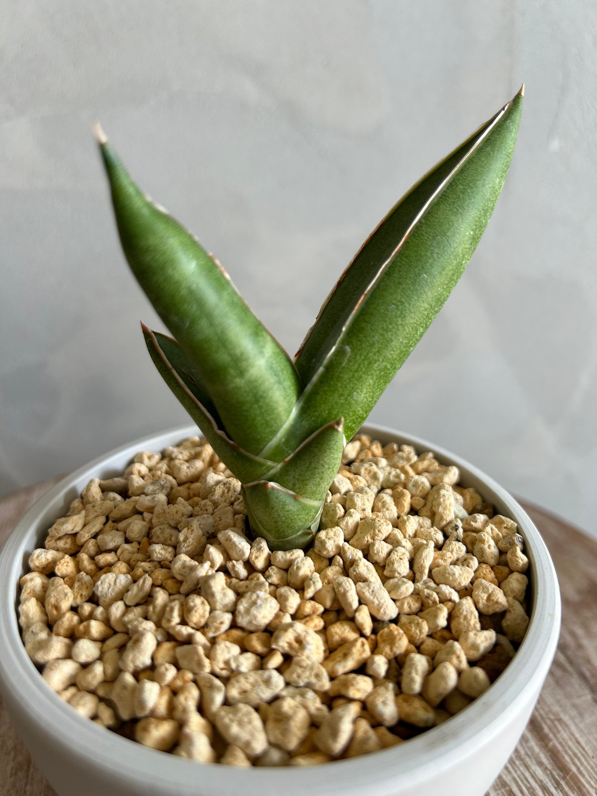 ご確認用　サンスベリア　ピングイキュラ ご確認用 サンスベリア ピングイキュラ 【公式通販】