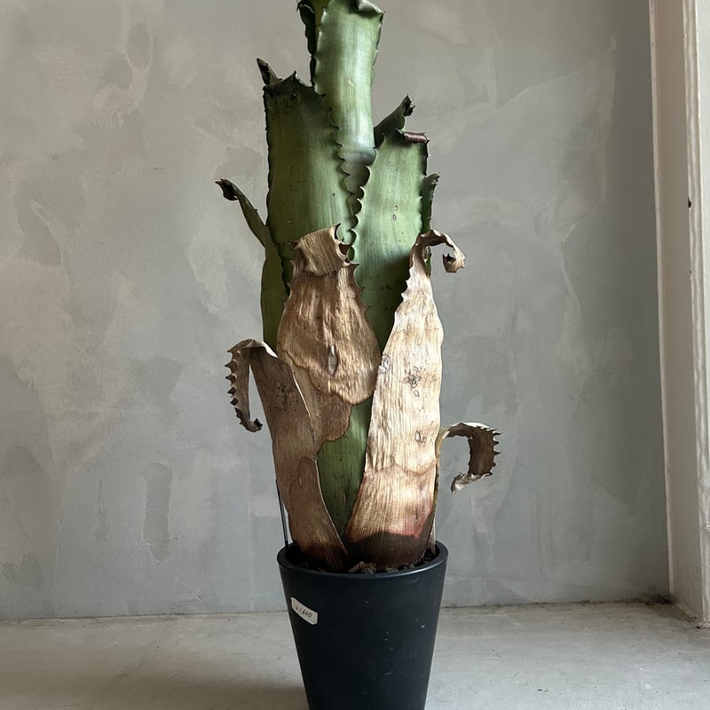 ホヘンベルギア サンドラズマウンテン 現品】ホヘンベルギア・サンドラズマウンテン Hohenbergia Sandra's