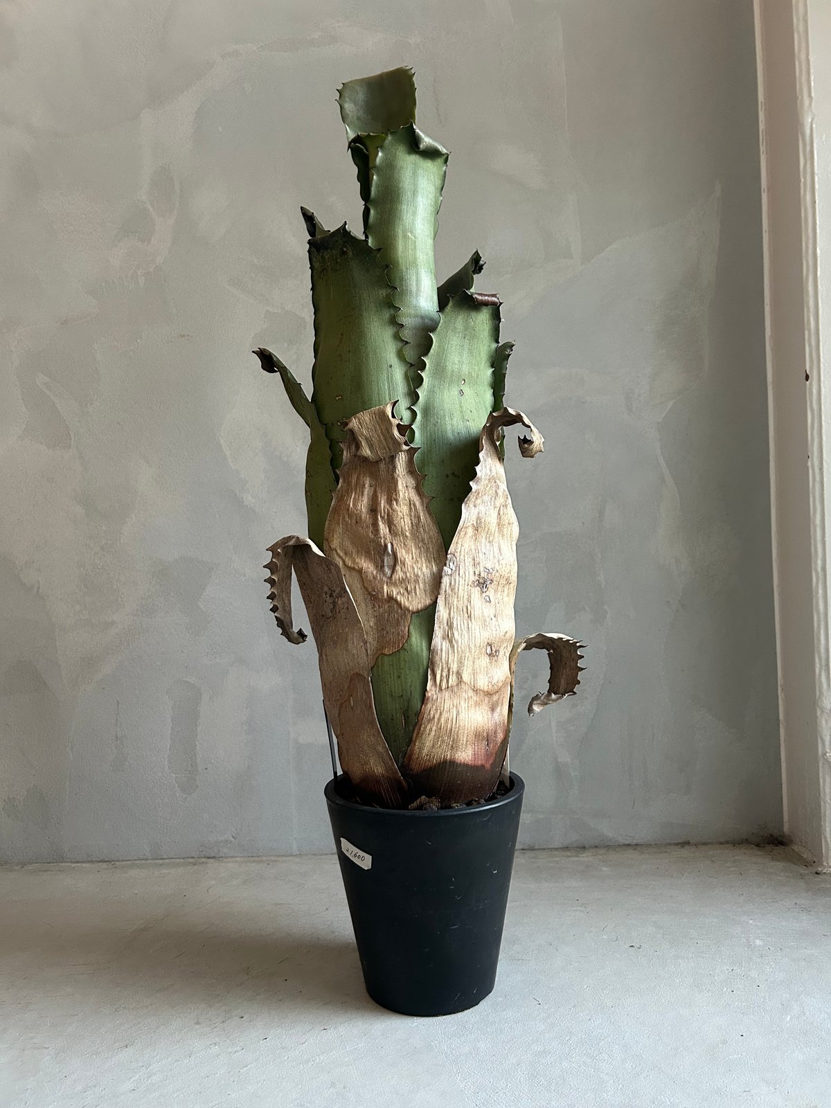 ホヘンベルギア サンドラズマウンテン | ソレトナ植物店