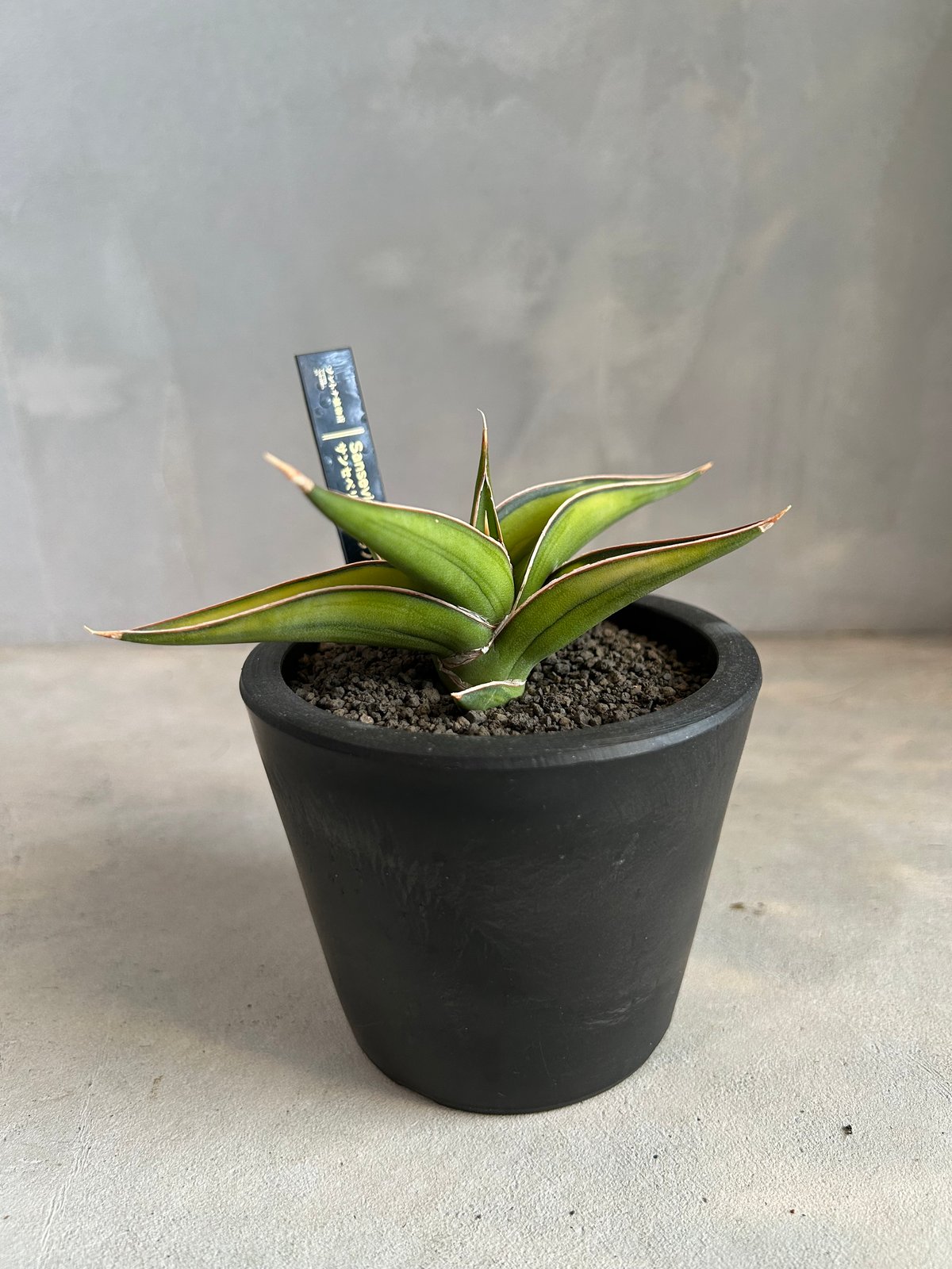 サンセベリア lav.23251 | ソレトナ植物店