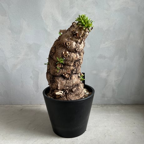 ユーフォルビア ムランジーナ (発根済み) | ソレトナ植物店