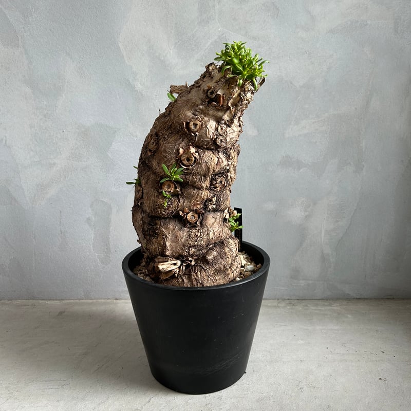 ユーフォルビア ムランジーナ (発根済み) | ソレトナ植物店