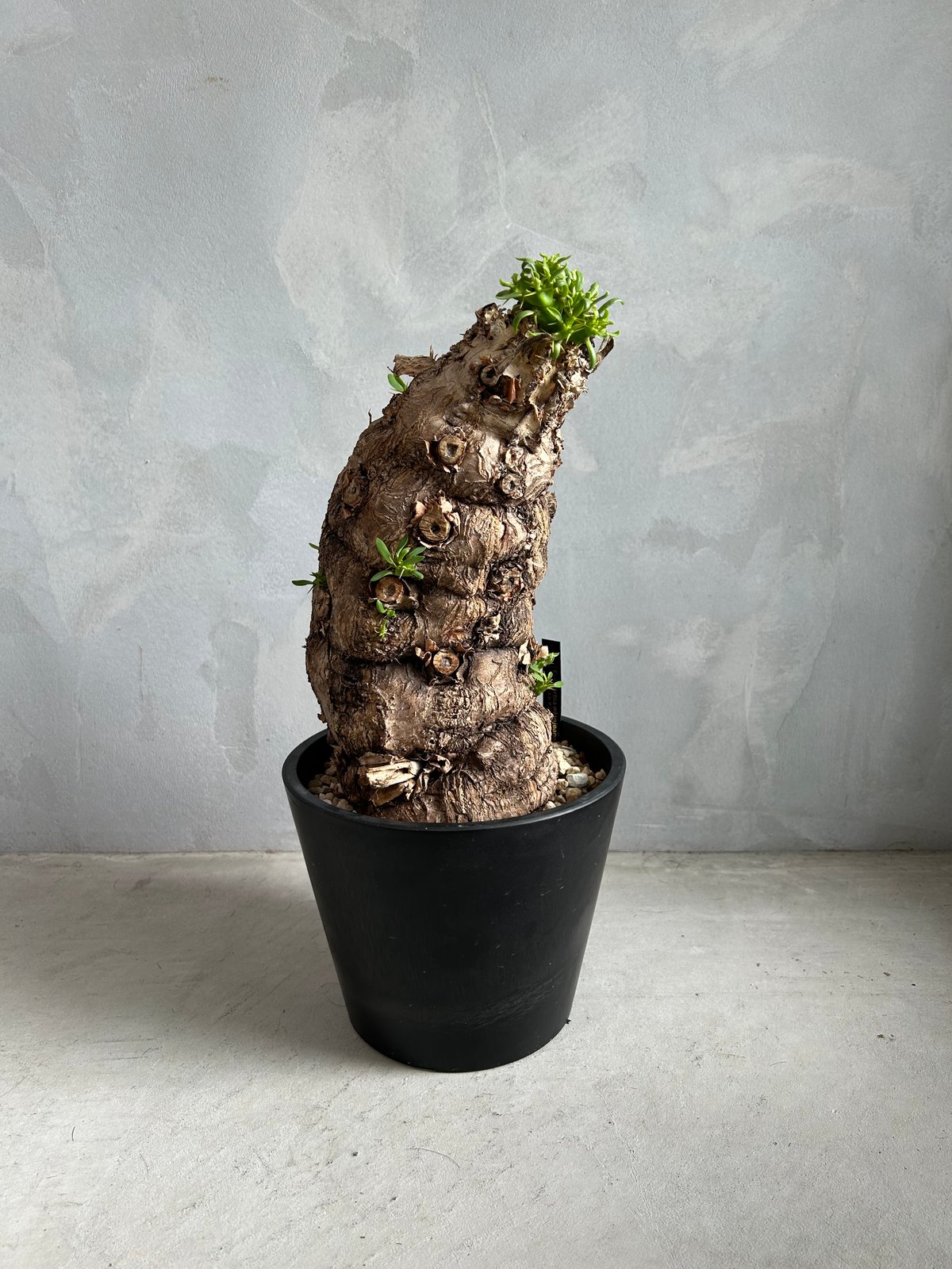 ユーフォルビア ムランジーナ (発根済み) | ソレトナ植物店