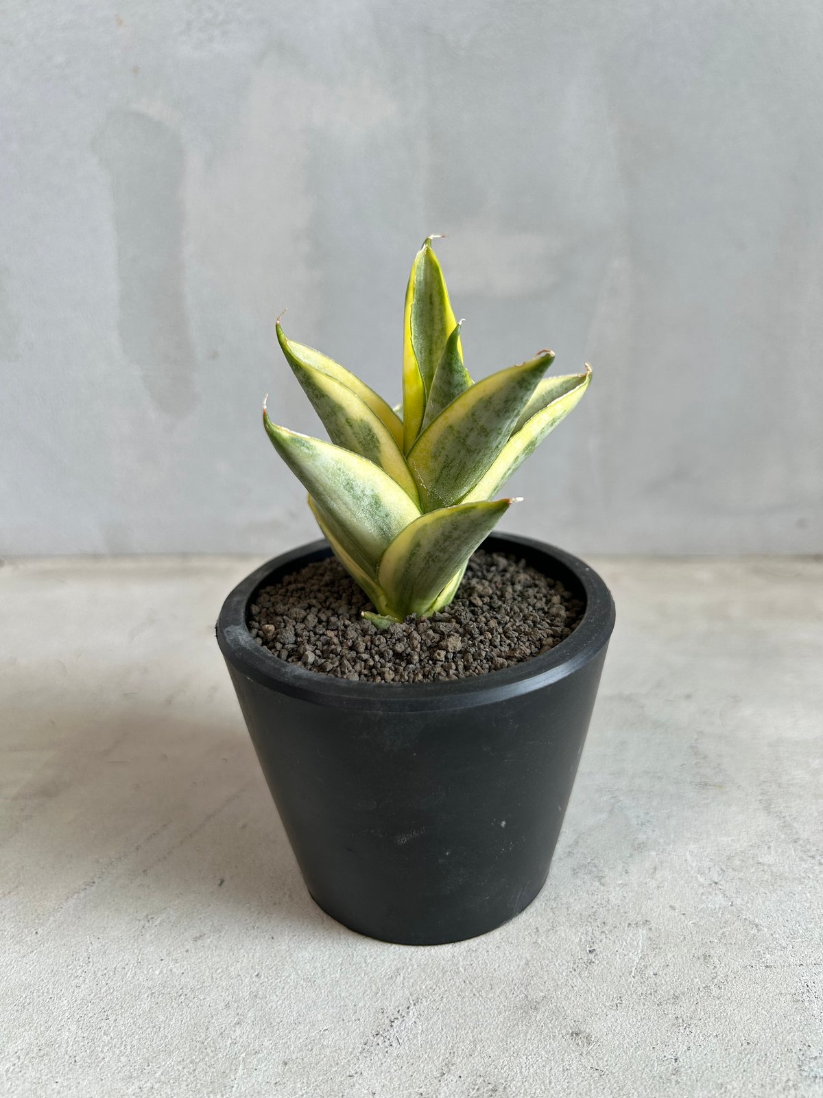 サンセベリア パゴダ 斑入り サンセベリア パゴダ 斑入り | ソレトナ植物店