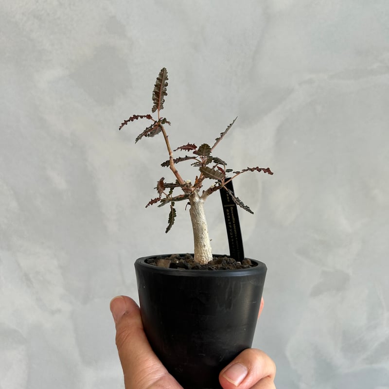 ボスウェリア ソコトラ×ナナ | ソレトナ植物店