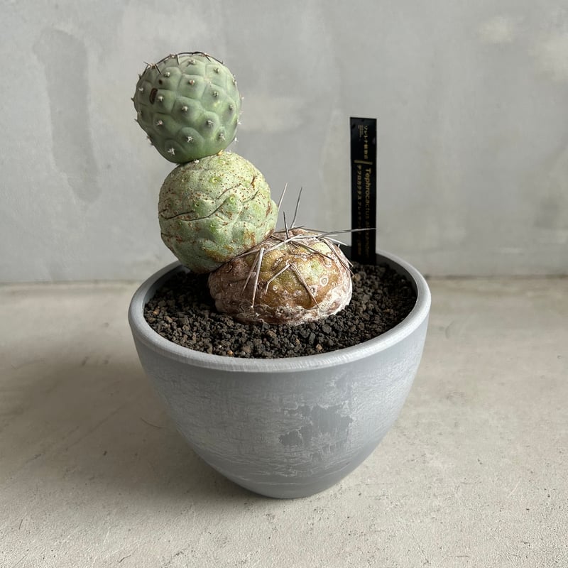 テフロカクタス ゲオメトリクス | ソレトナ植物店