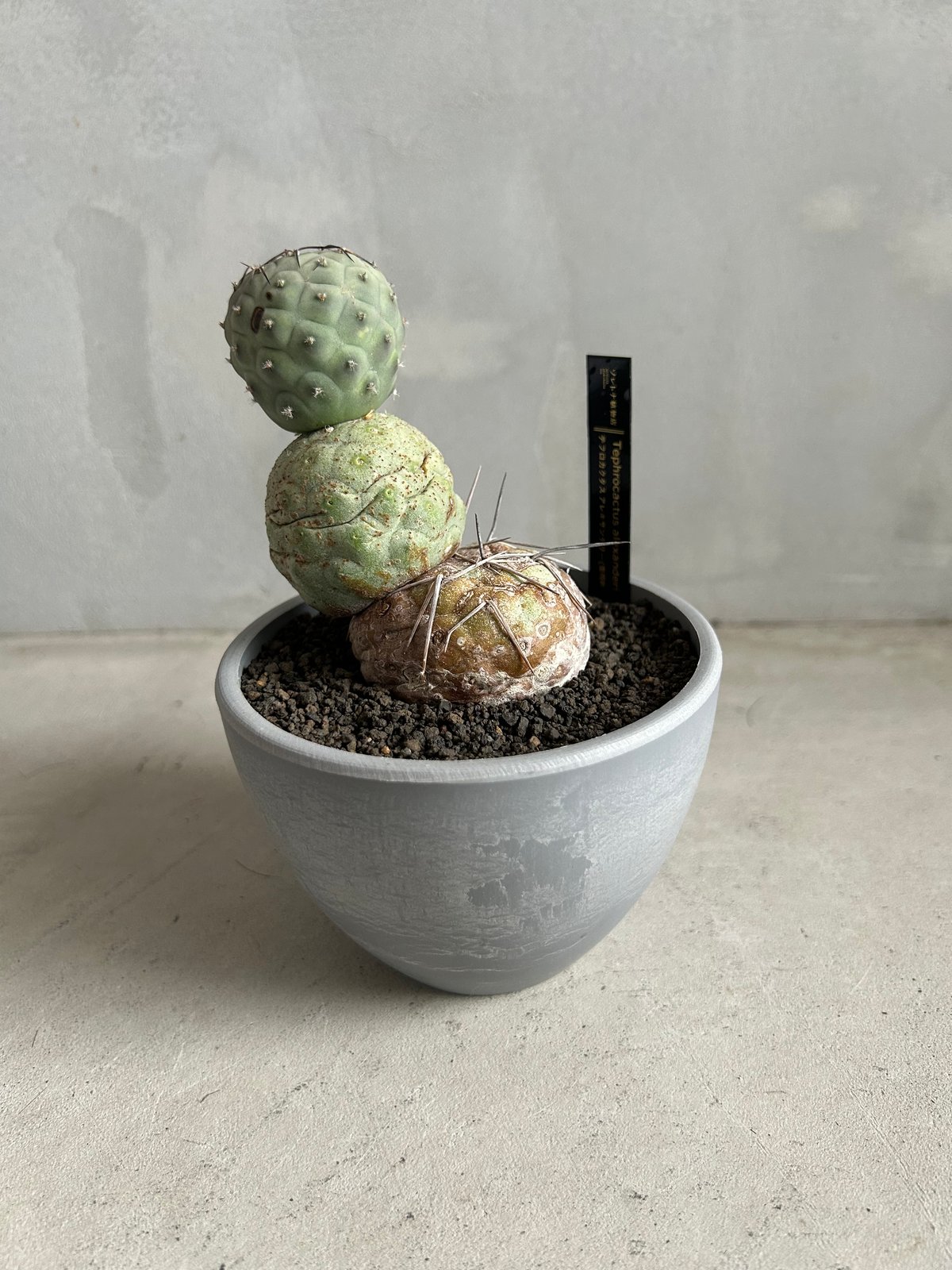 テフロカクタス ゲオメトリクス 鉢ごと テフロカクタス ゲオメトリクス | ソレトナ植物店