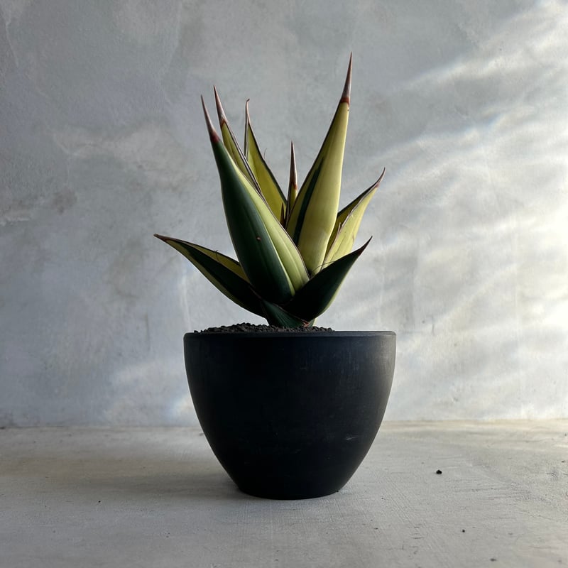 サンセベリア ピングイキュラ 斑入り | ソレトナ植物店