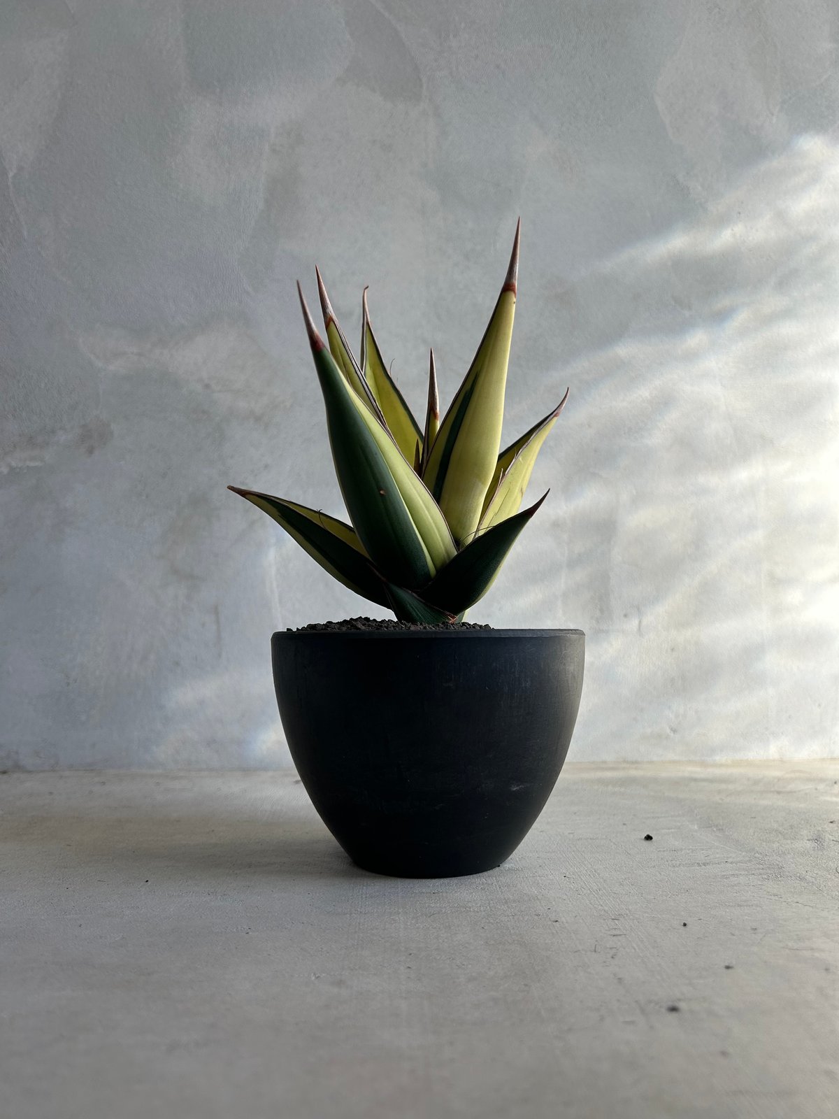 サンセベリア ピングイキュラ 斑入り | ソレトナ植物店