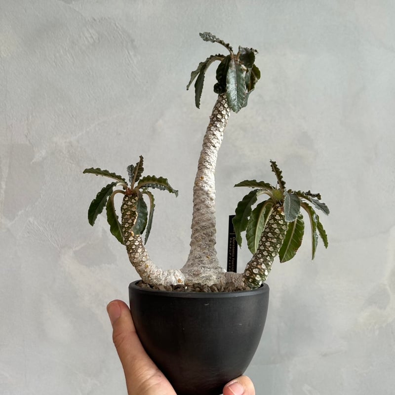 ドルステニア フォエチダ | ソレトナ植物店 ドルステニア フォエチダ | ソレトナ植物店