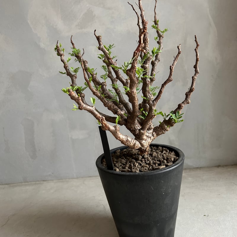 センナ メリディオナリス(実生) | ソレトナ植物店