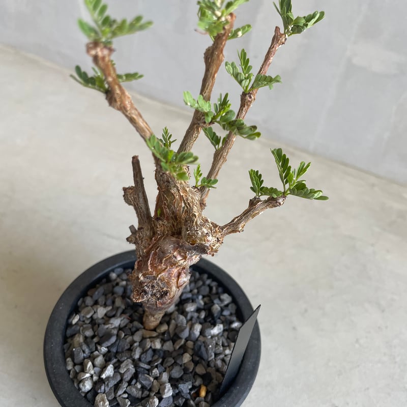 センナ・メリディオナリス【実生 逸品】極太幹 特大① 盆栽仕立て 抜き