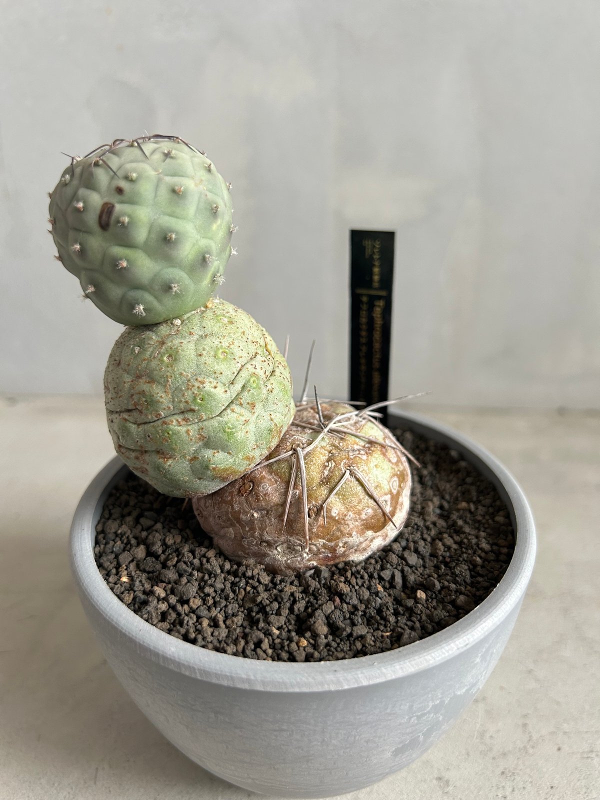 テフロカクタス ゲオメトリクス | ソレトナ植物店