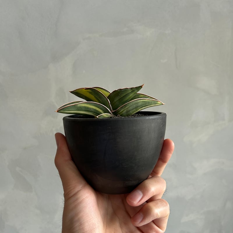 サンセベリア サムライ ドワーフ 斑入り | ソレトナ植物店