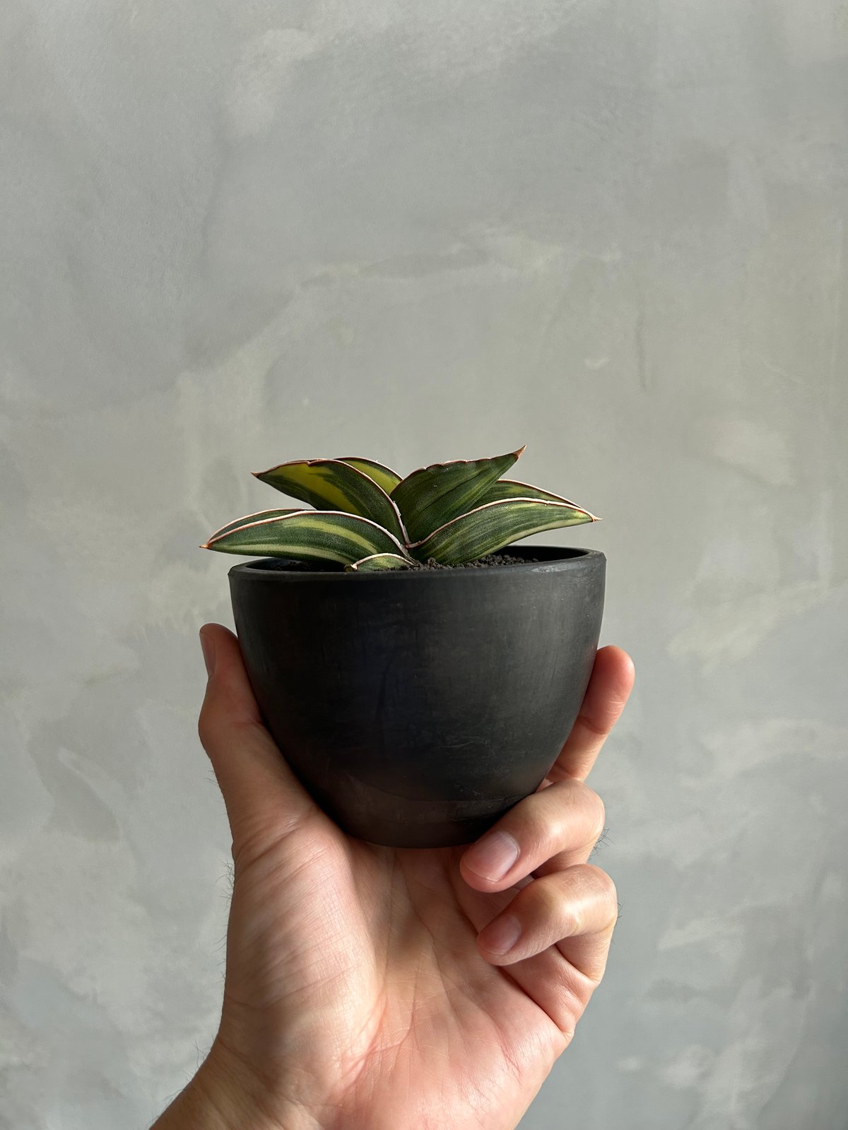 サンセベリア サムライ ドワーフ 斑入り | ソレトナ植物店