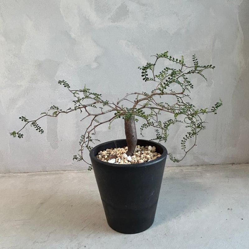 オペルクリカリア パキプス(根挿し) | ソレトナ植物店