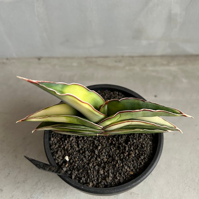 サンセベリア ロブスター 斑入り | ソレトナ植物店