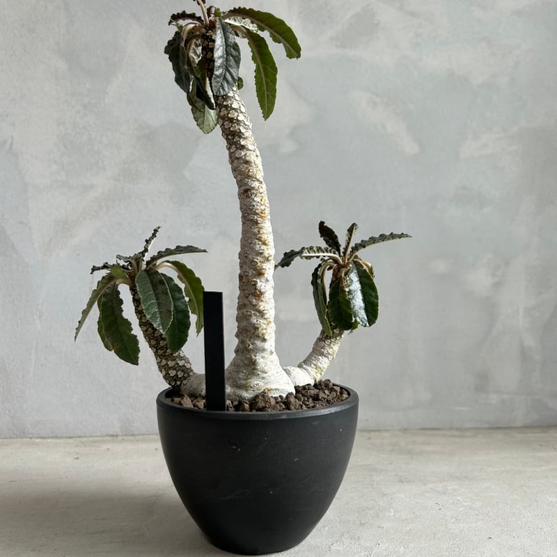 ドルステニア フォエチダ | ソレトナ植物店