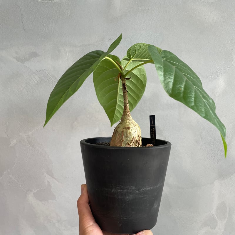 フィカス パルメリー | ソレトナ植物店