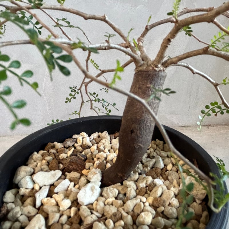 【枝振り◎】パキプス 根挿し(7) オペルクリカリア パキプス(根挿し) | ソレトナ植物店