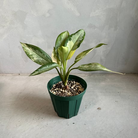 アグラオネマピクタム | STORES