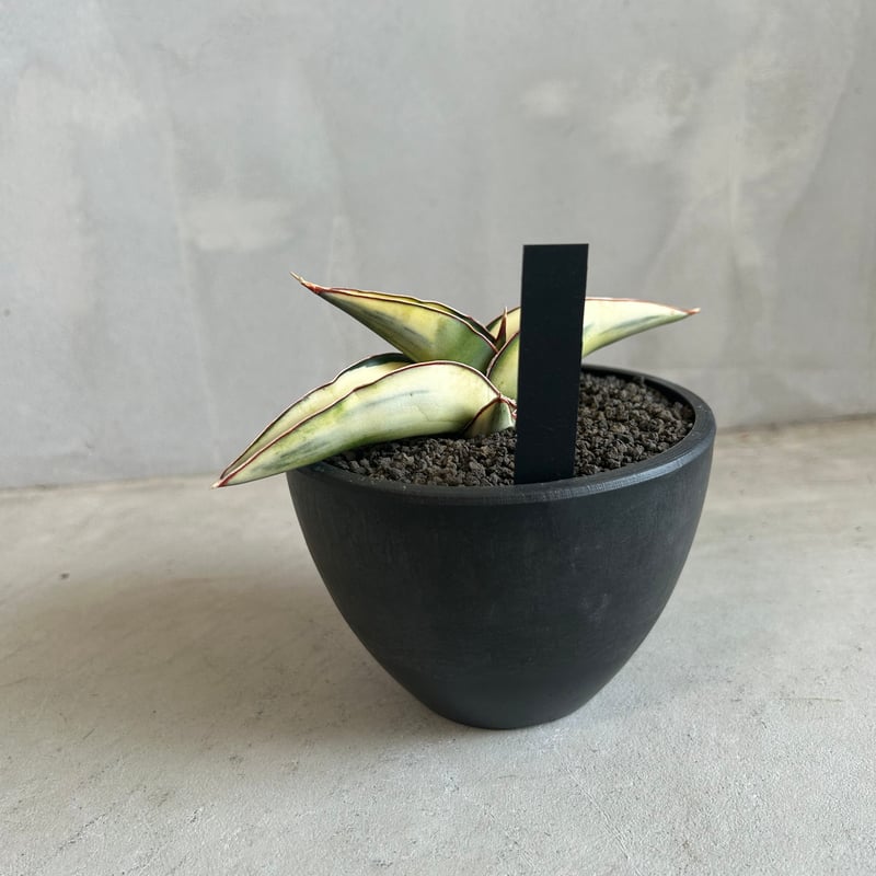 サンセベリア ロブスター 斑入り | ソレトナ植物店