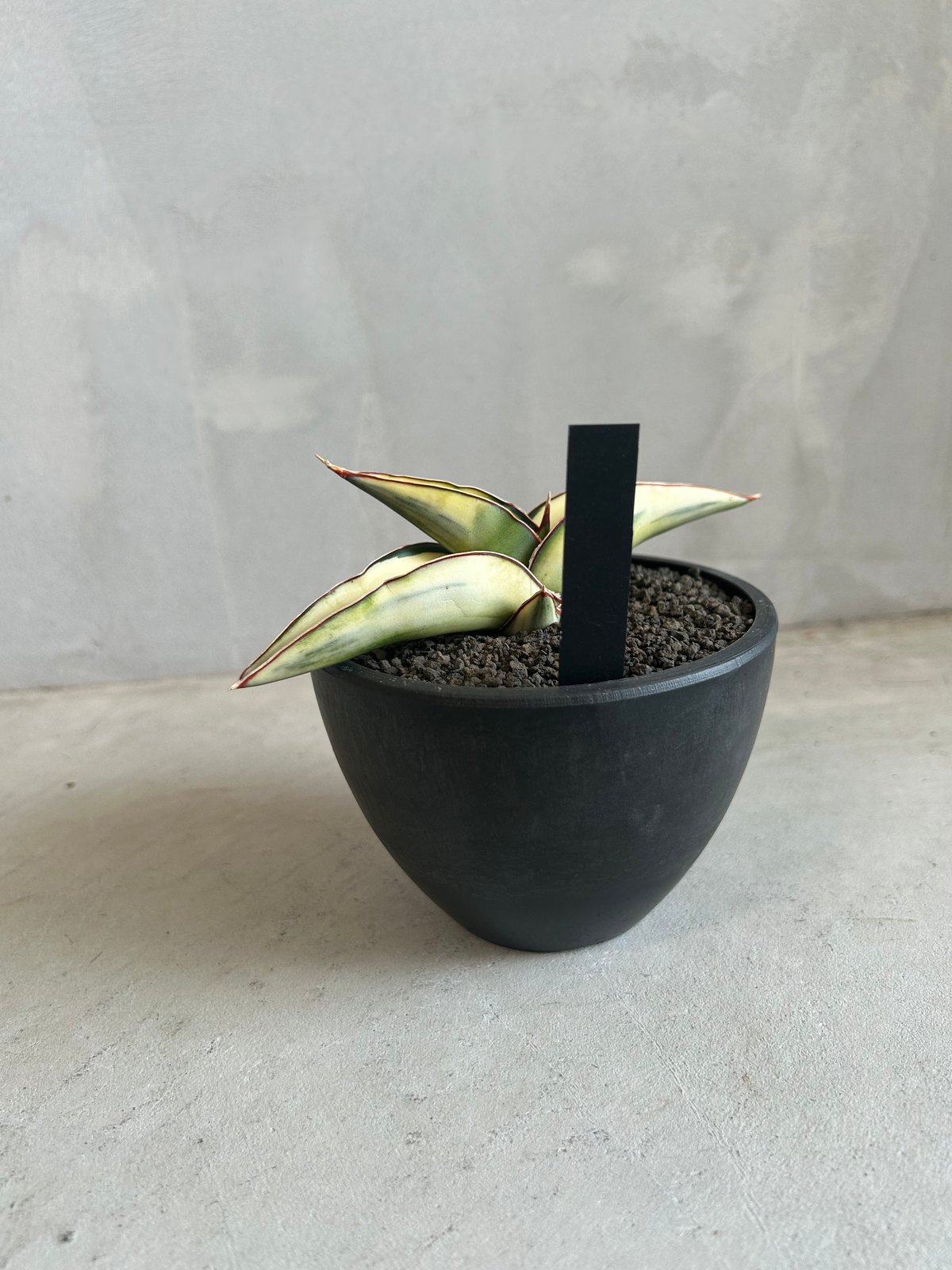 サンセベリア ロブスター 斑入り | ソレトナ植物店